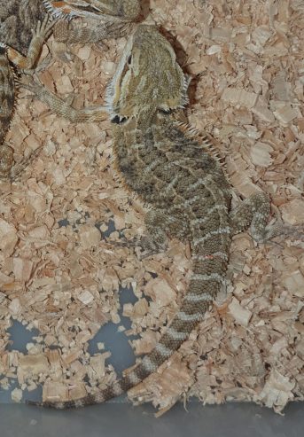 Central Bearded Dragons