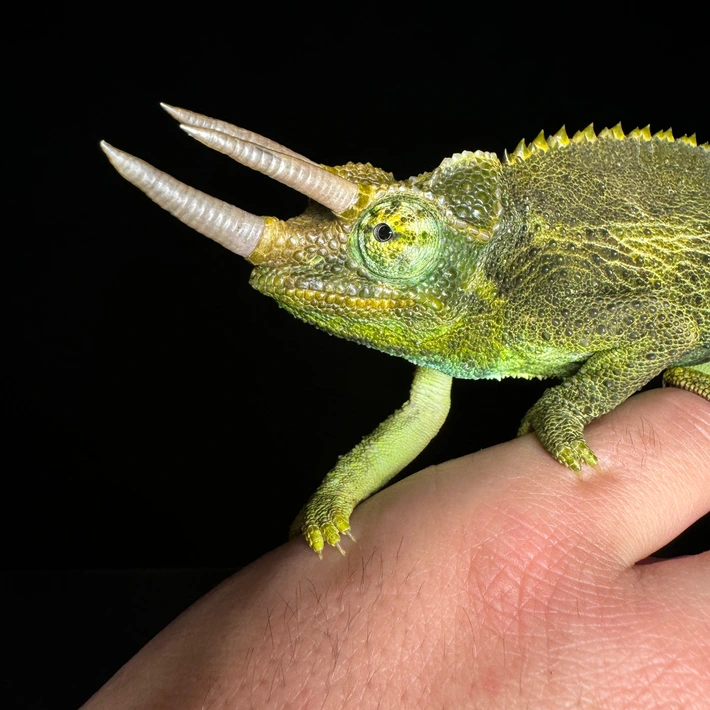 20250212135900.975-IMG_5366-710x710h