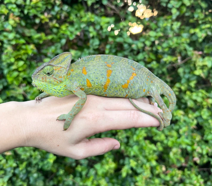 20251108121202.447-IMG_5922-710x710h