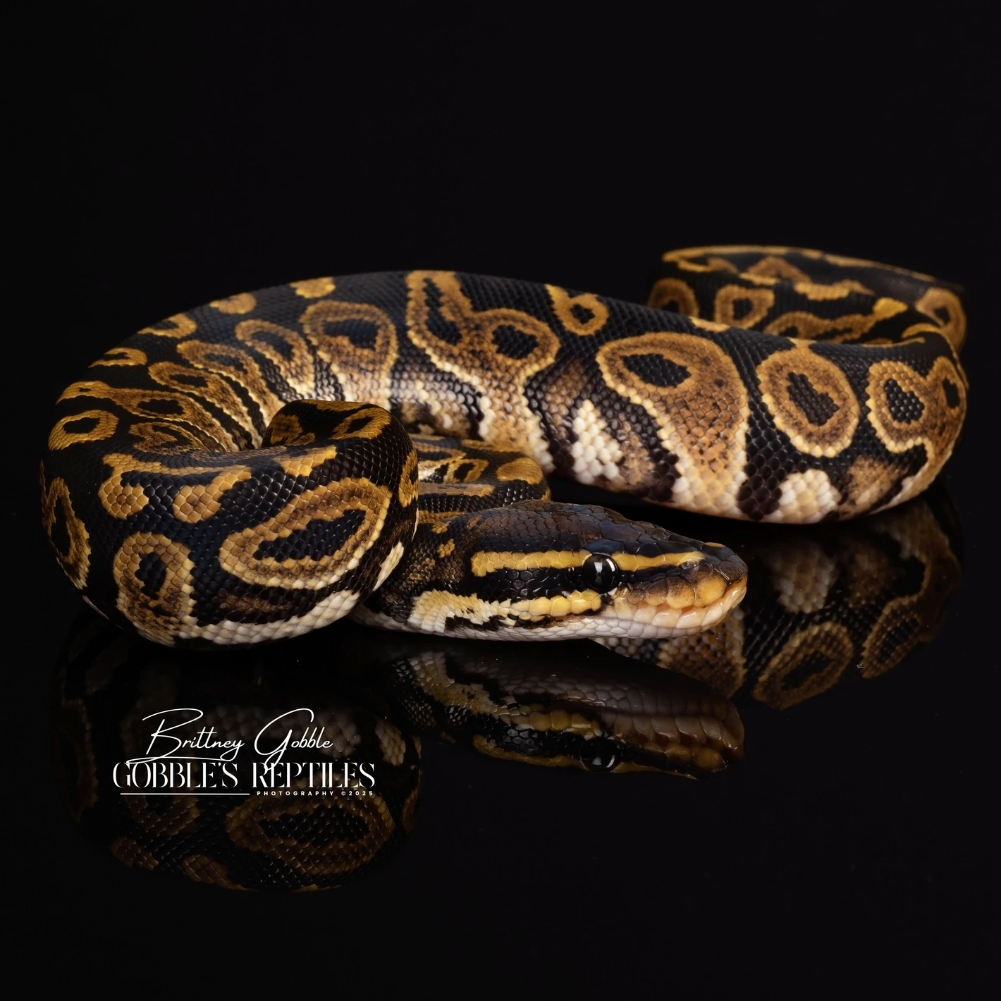 20251109001328.175-721m1-1420x1420h