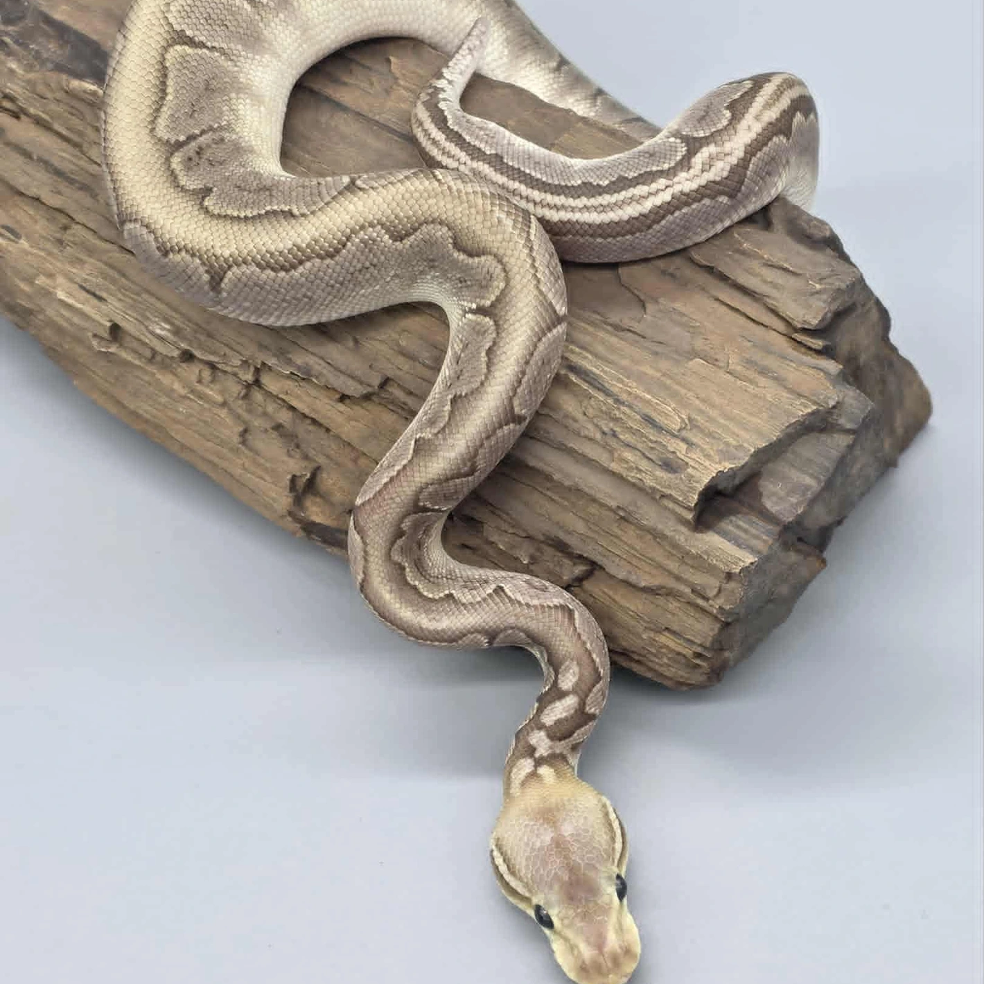 20251109002949.442-download-1420x1420h