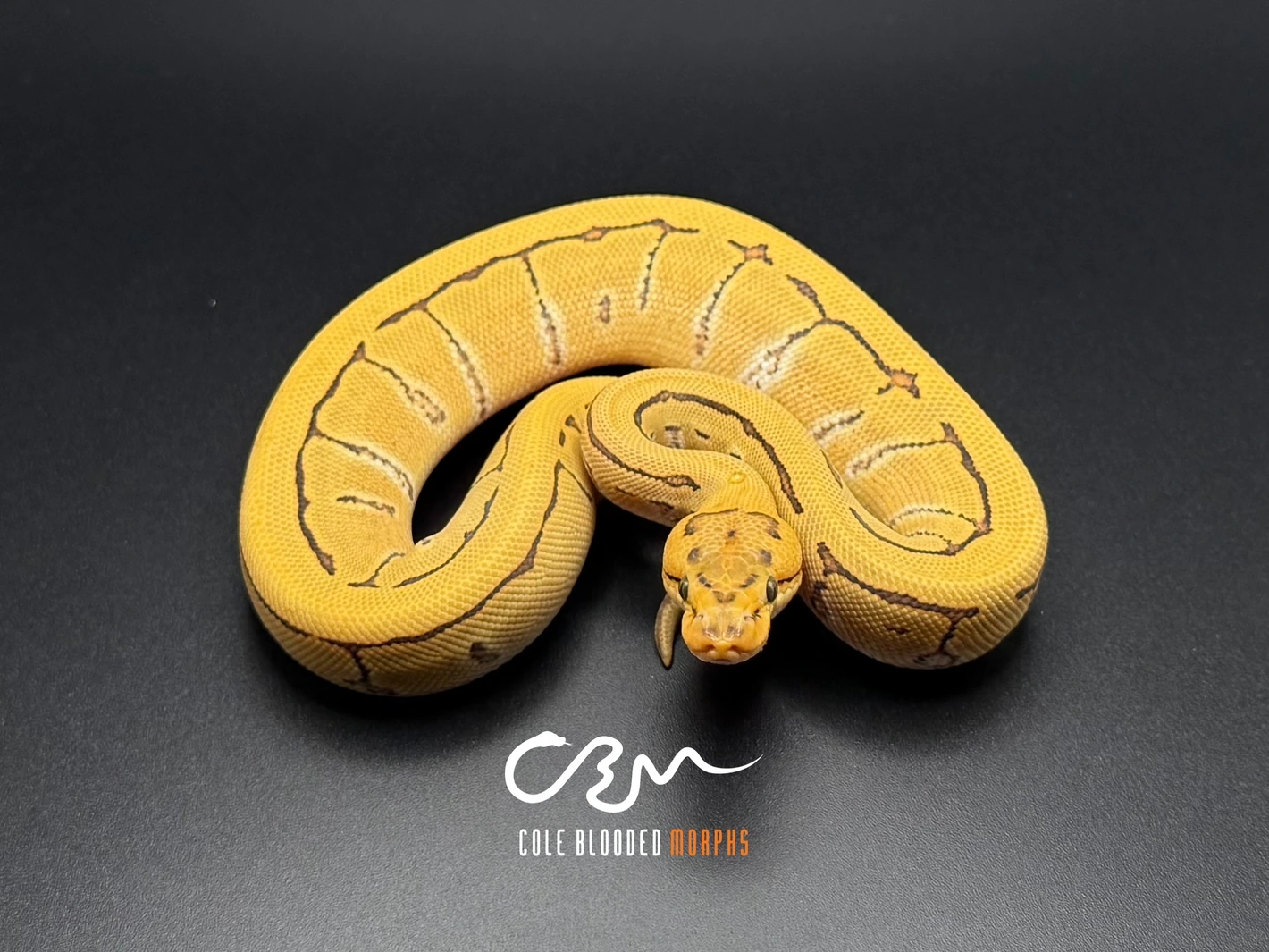 20251109021328.730-eZyWatermark_08-11--1420x1420h