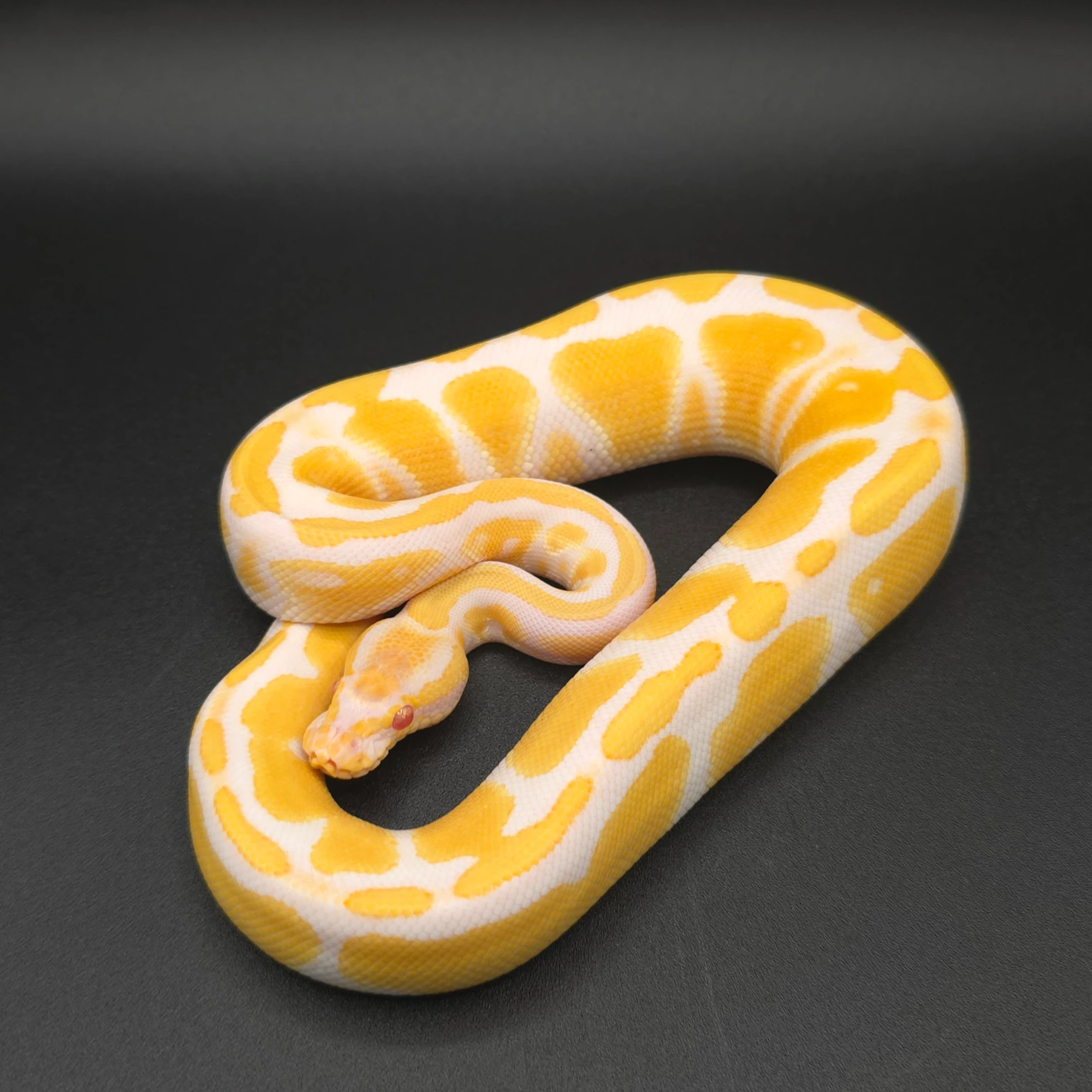 20251109121155.225-1056-1420x1420h