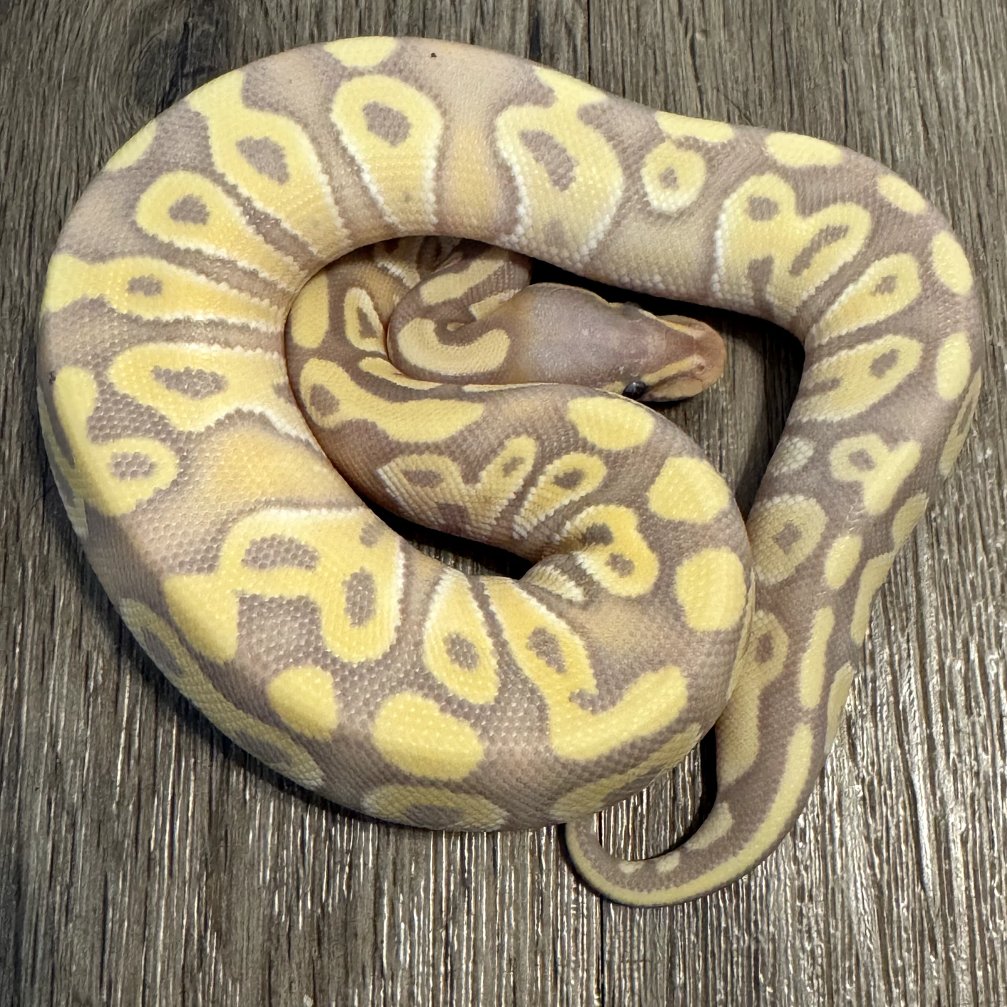 20251109205758.33-1000018065.heic-1420x1420h