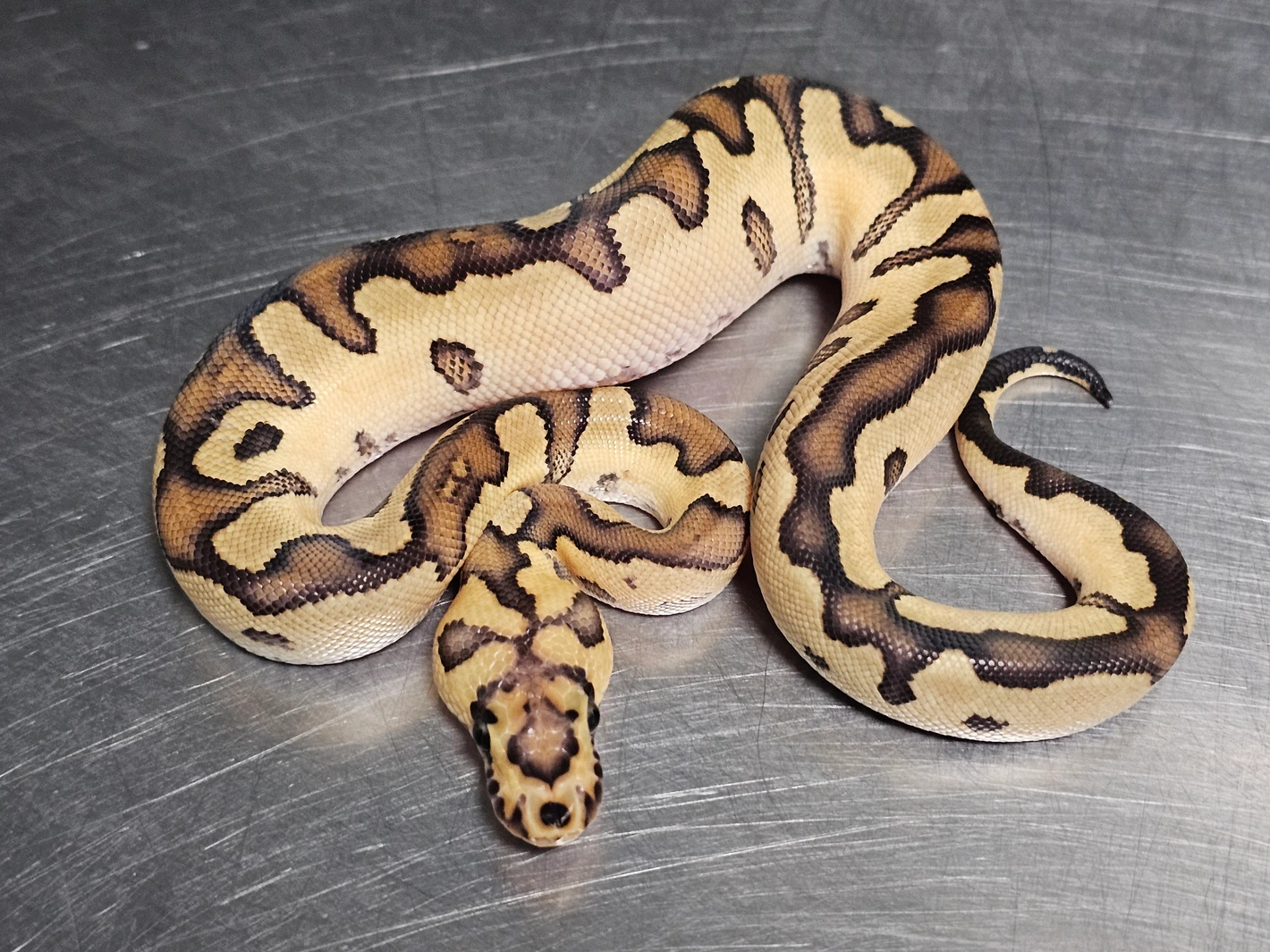 20251110201017.550-20251110_135037-1420x1420h