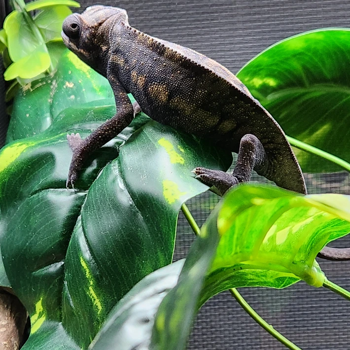 20251111163957.108-20251110_103041-710x710h