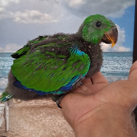 Solomon Island Eclectus #218058