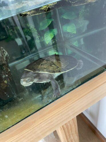 Murray river short neck turtle