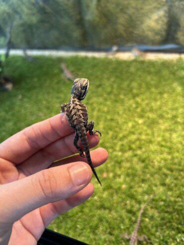 Central Bearded Dragon