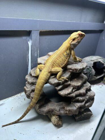 Central bearded dragon