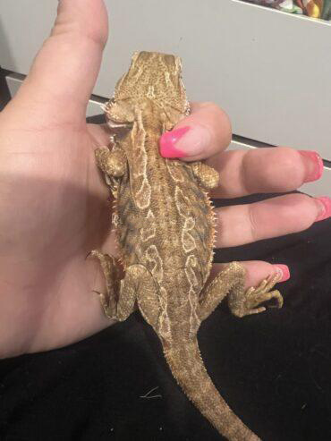 Bearded Dragon & complete set up