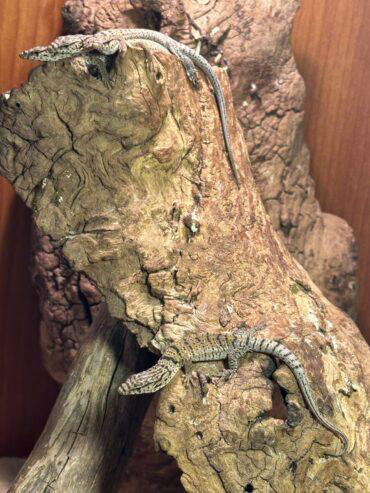 Gillen Hatchlings x 5